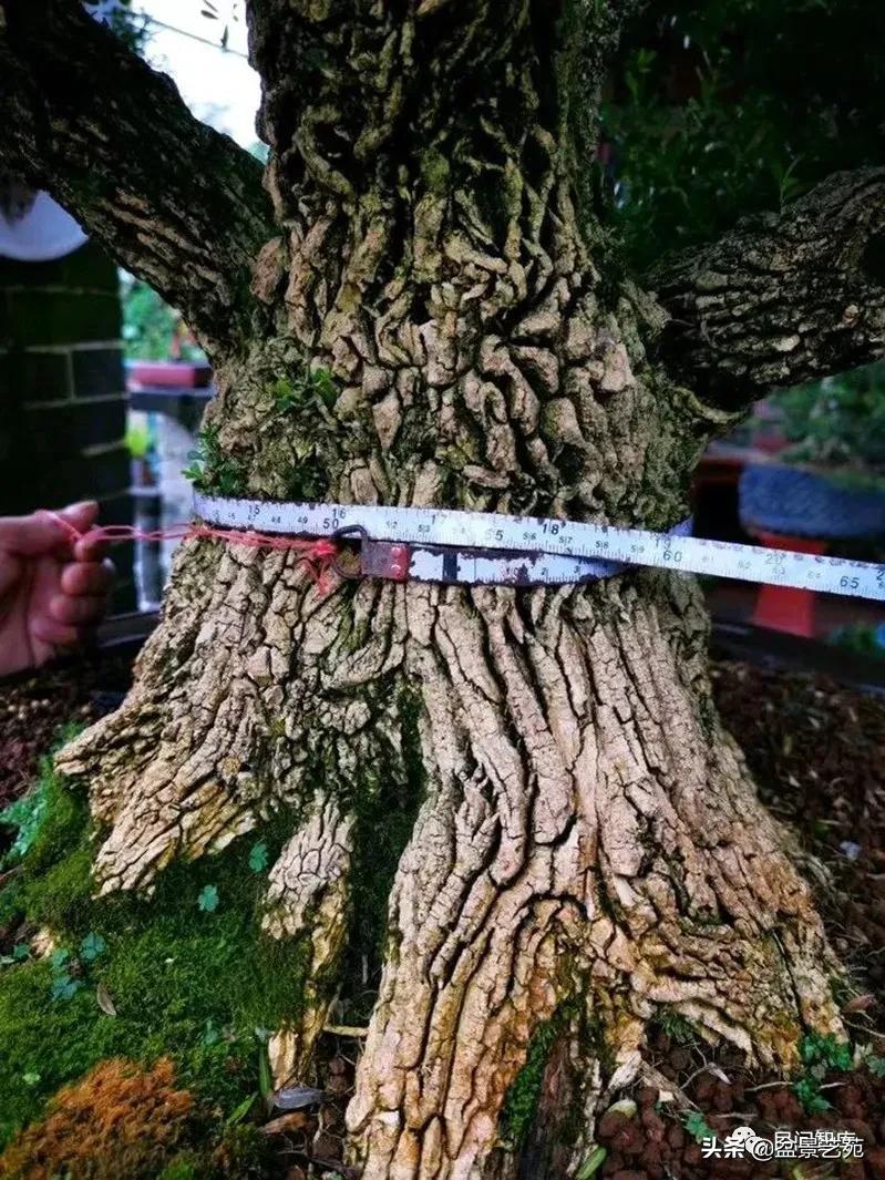 盆景黄杨,赏优美盆景