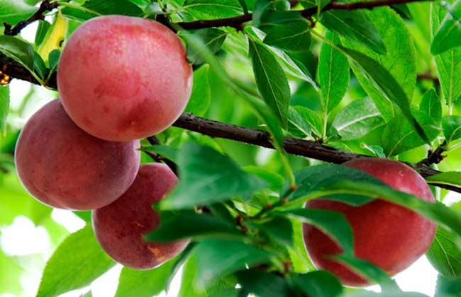 清华学霸讲数学全集,清华学生理综300分