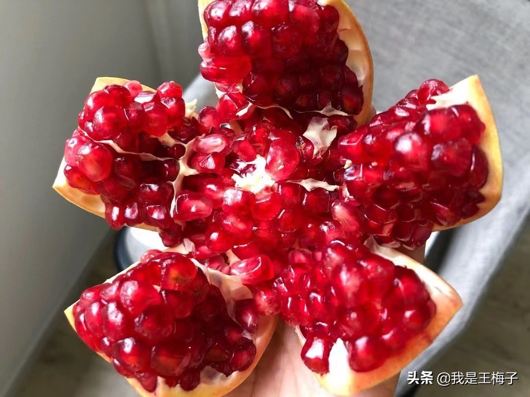 怎么区分软籽石榴还是硬籽石榴,如何区分软籽石榴与非软籽石榴