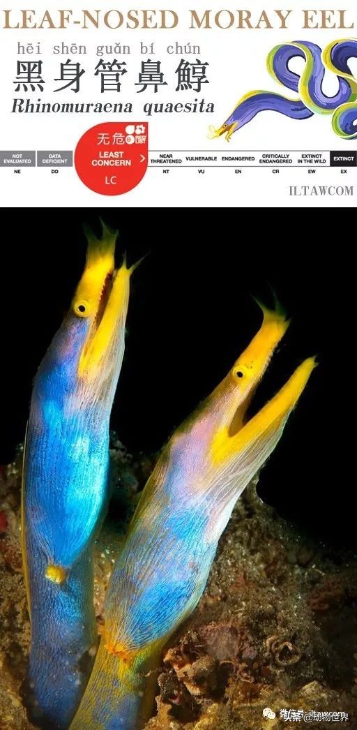 花里胡哨的淡水鱼,奇形怪状的海洋鱼