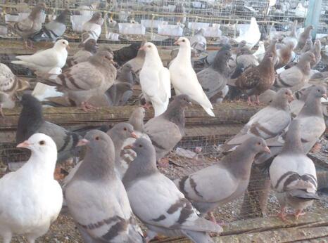 如何养肉鸽最简单的方法,养肉鸽要注意哪些