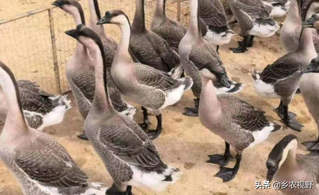 蛋鹅养殖前景如何,蛋鹅的养殖成本及利润