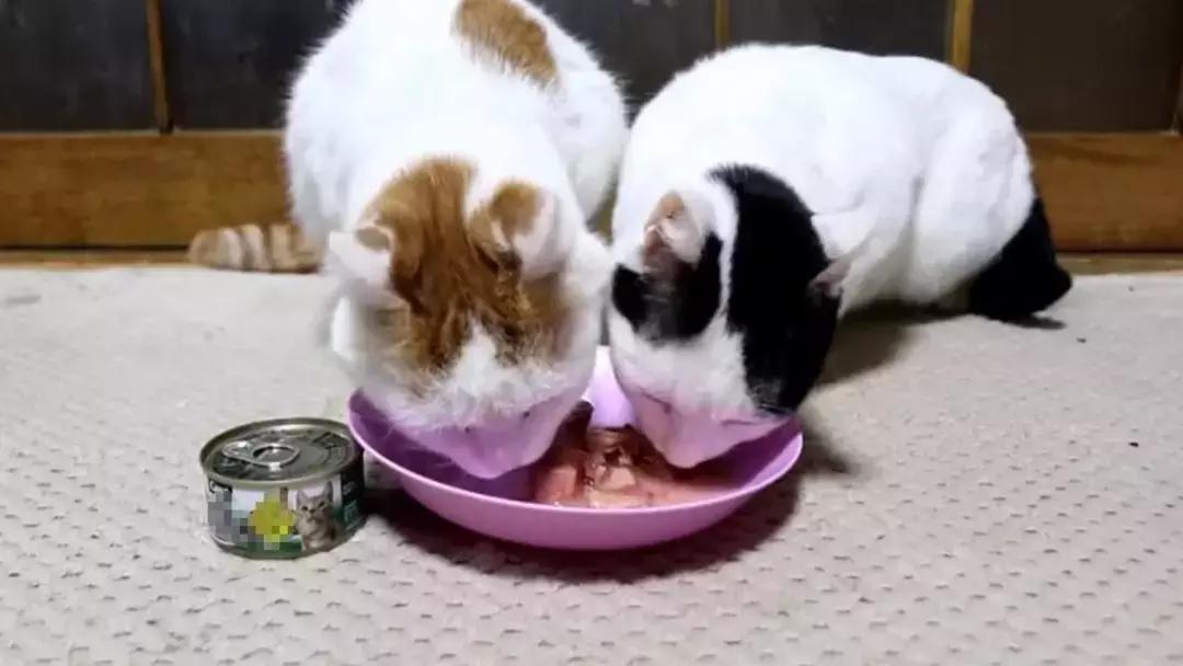 犬猫在什么情况下才会传染狂犬病,狂犬病是患病的猫才会传播的吗