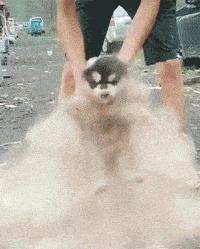 狗狗同床睡的危害,狗狗跟人一起睡对人有什么坏处