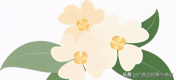 过年油腻的吃多了喝什么茶好,过年解腻消食茶