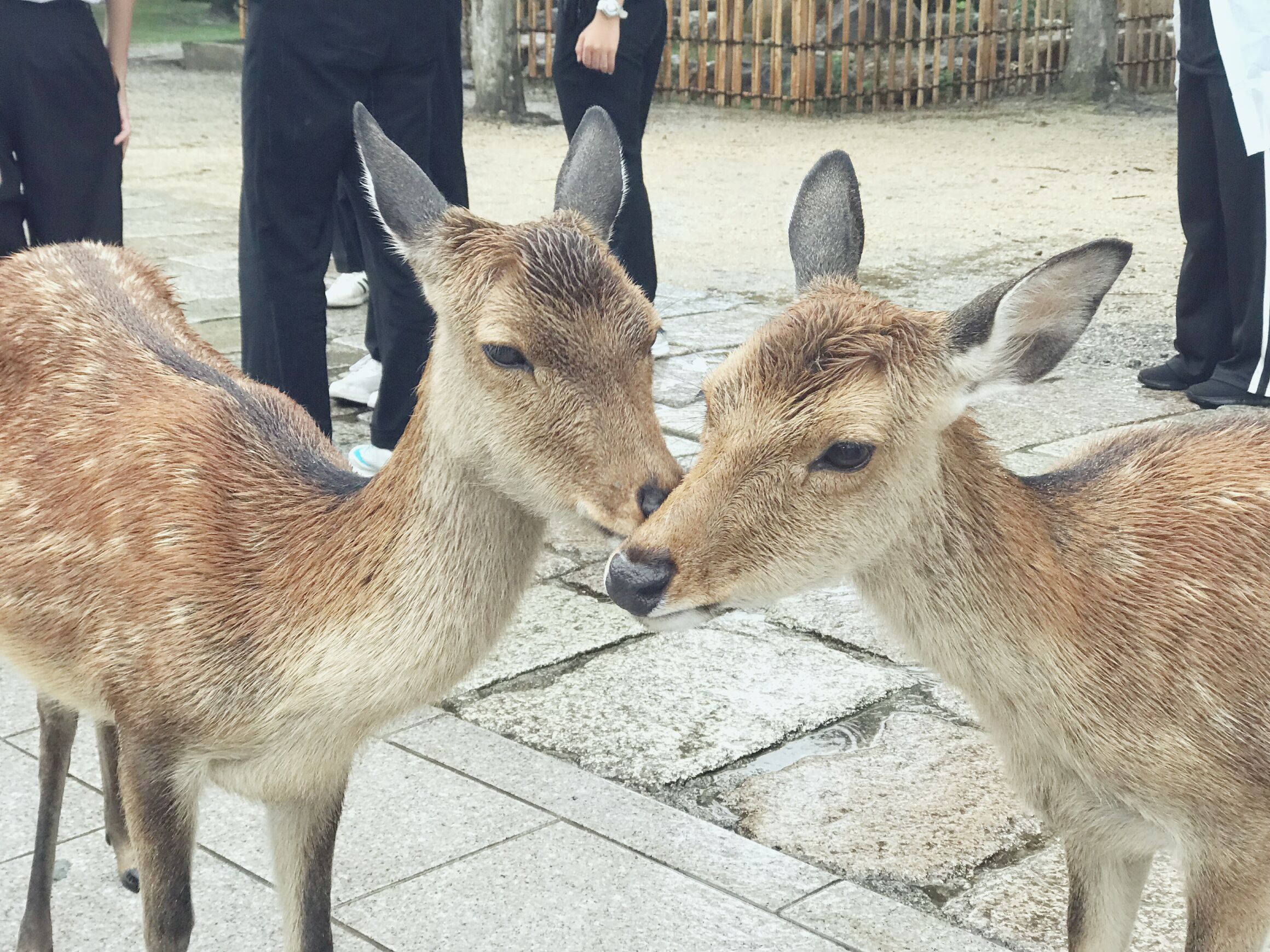 日本本州七日游,日本本州游记