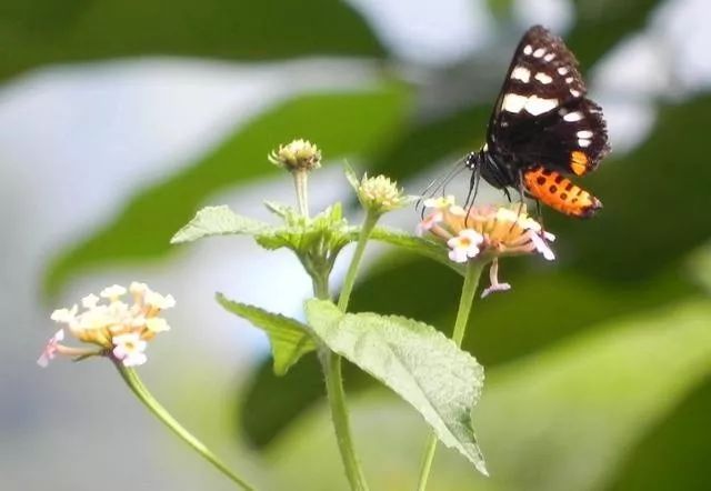 传说中的蛊虫真的有吗,传说中的扑棱蛾子