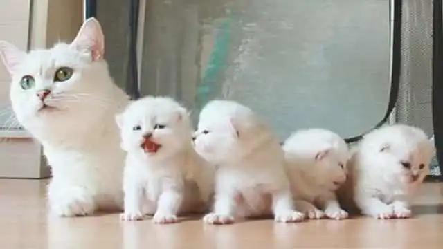 喵星人有眼睛吗,喵星人太好动怎么办