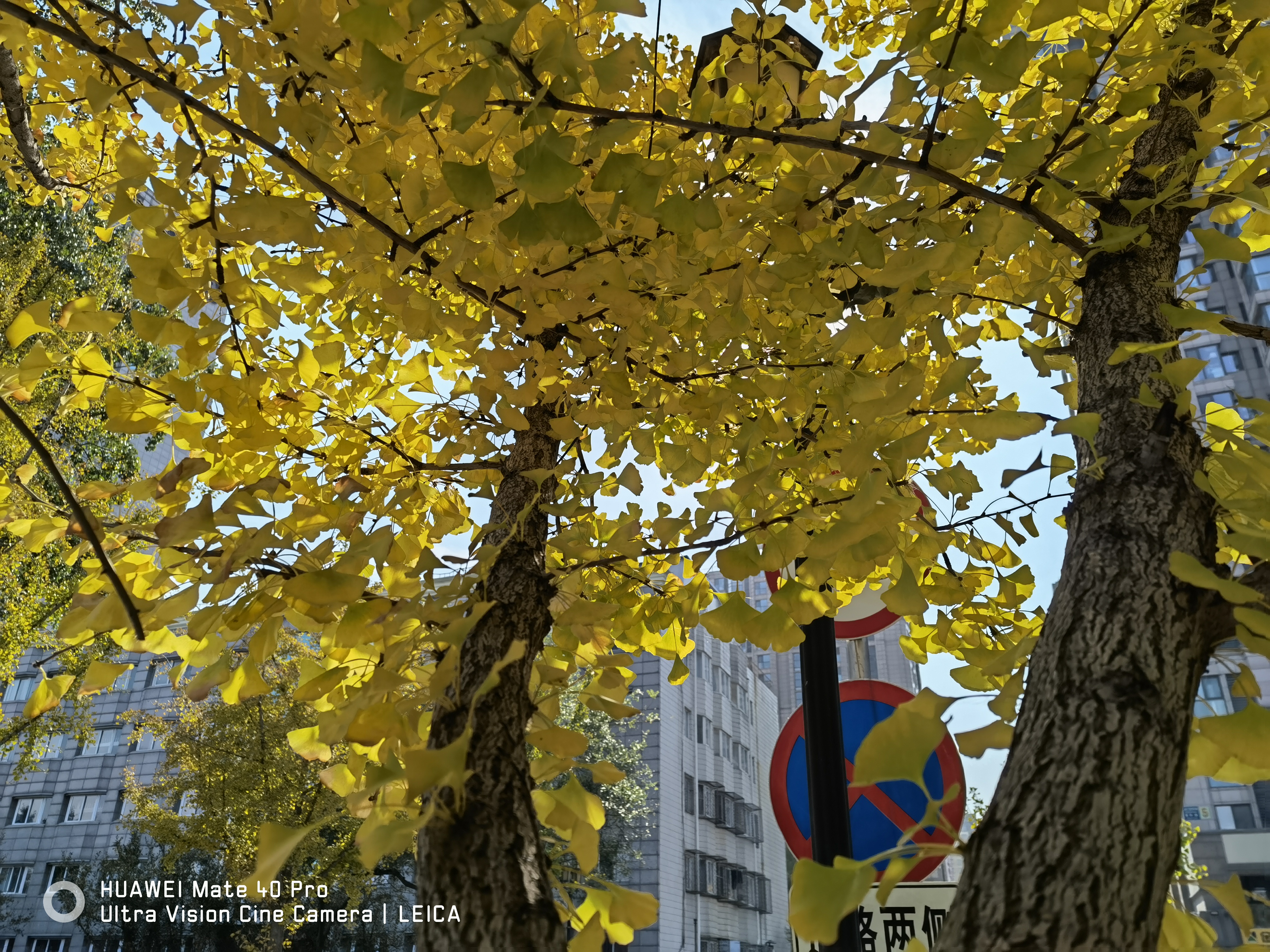 一起感受下华为mate40pro的压迫感,华为mate40pro秋日胡杨为什么贵
