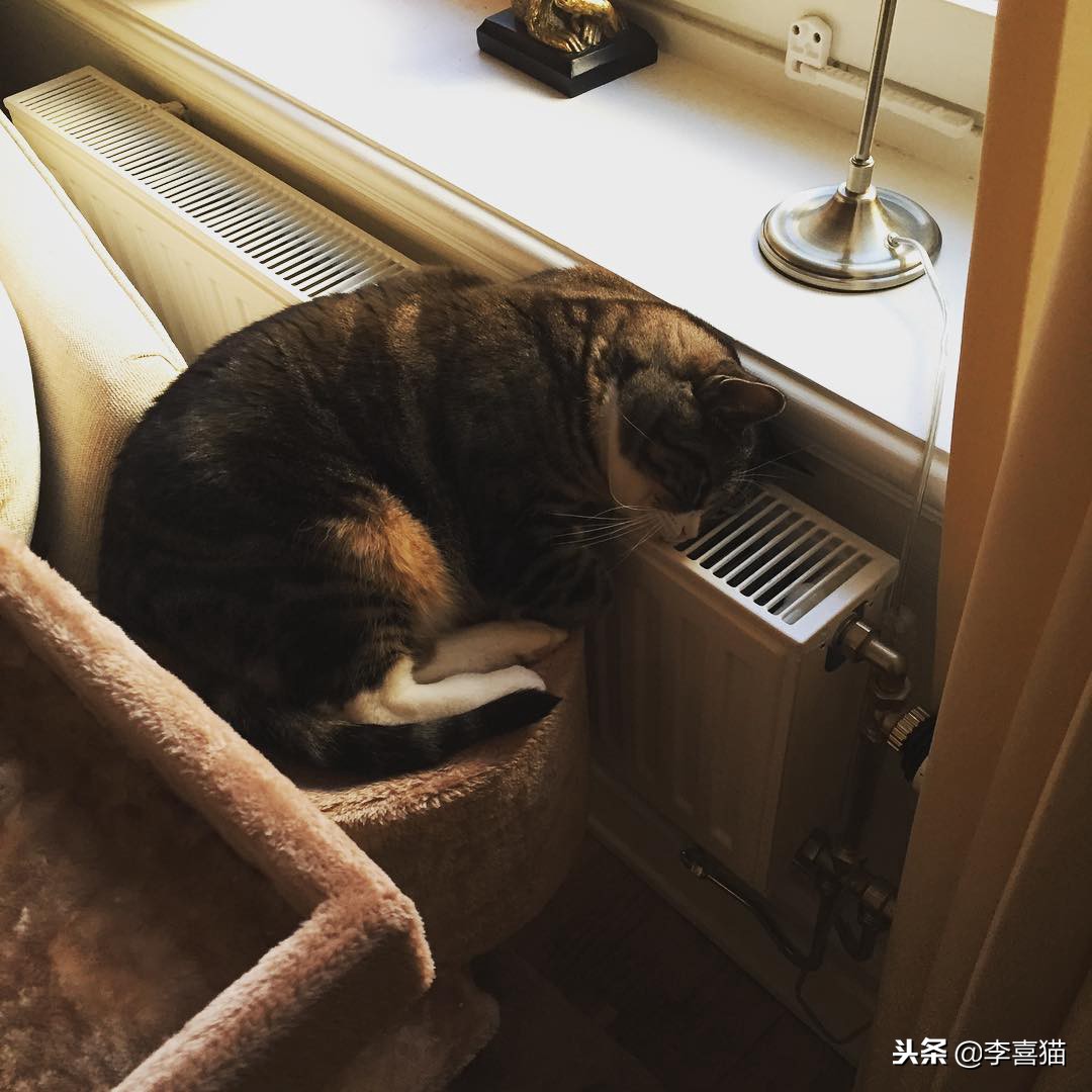 冬天如何更好给猫咪保暖,立冬了天气越来越冷了照顾好自己