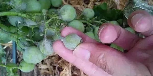 白化病的种类及图片,白化病常识图片大全