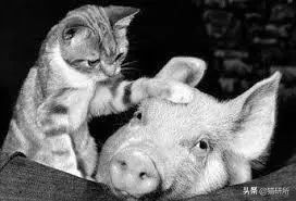 猫咪可以吃猪肉猫粮吗,养猫的你要知道猫咪不能只吃干粮