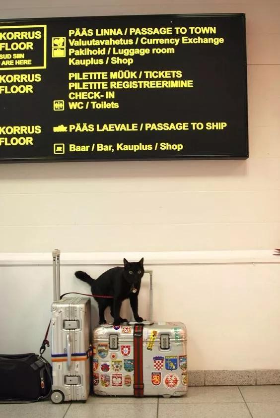 拥有“私家园林”,游遍世界各地,这些猫咪的生活太让人羡慕了吧