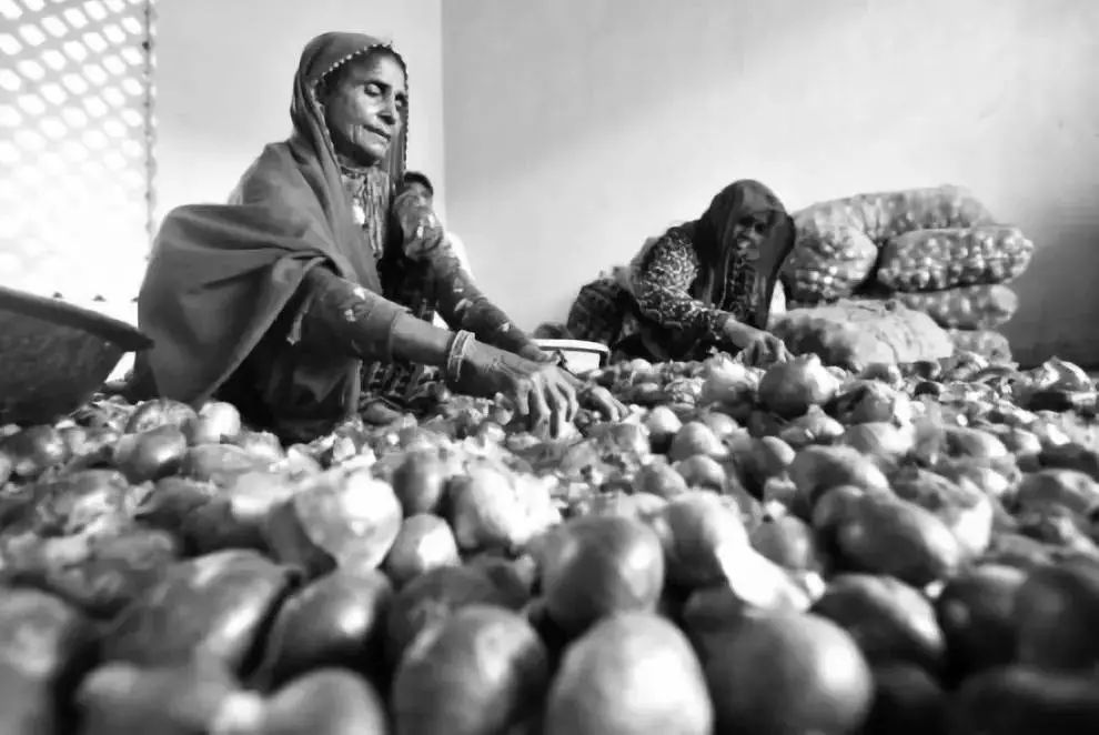 一颗洋葱视频,一颗洋葱让我泪流满面