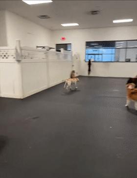 我家狗子被日托所开除了，哈哈哈哈哈笑喷了