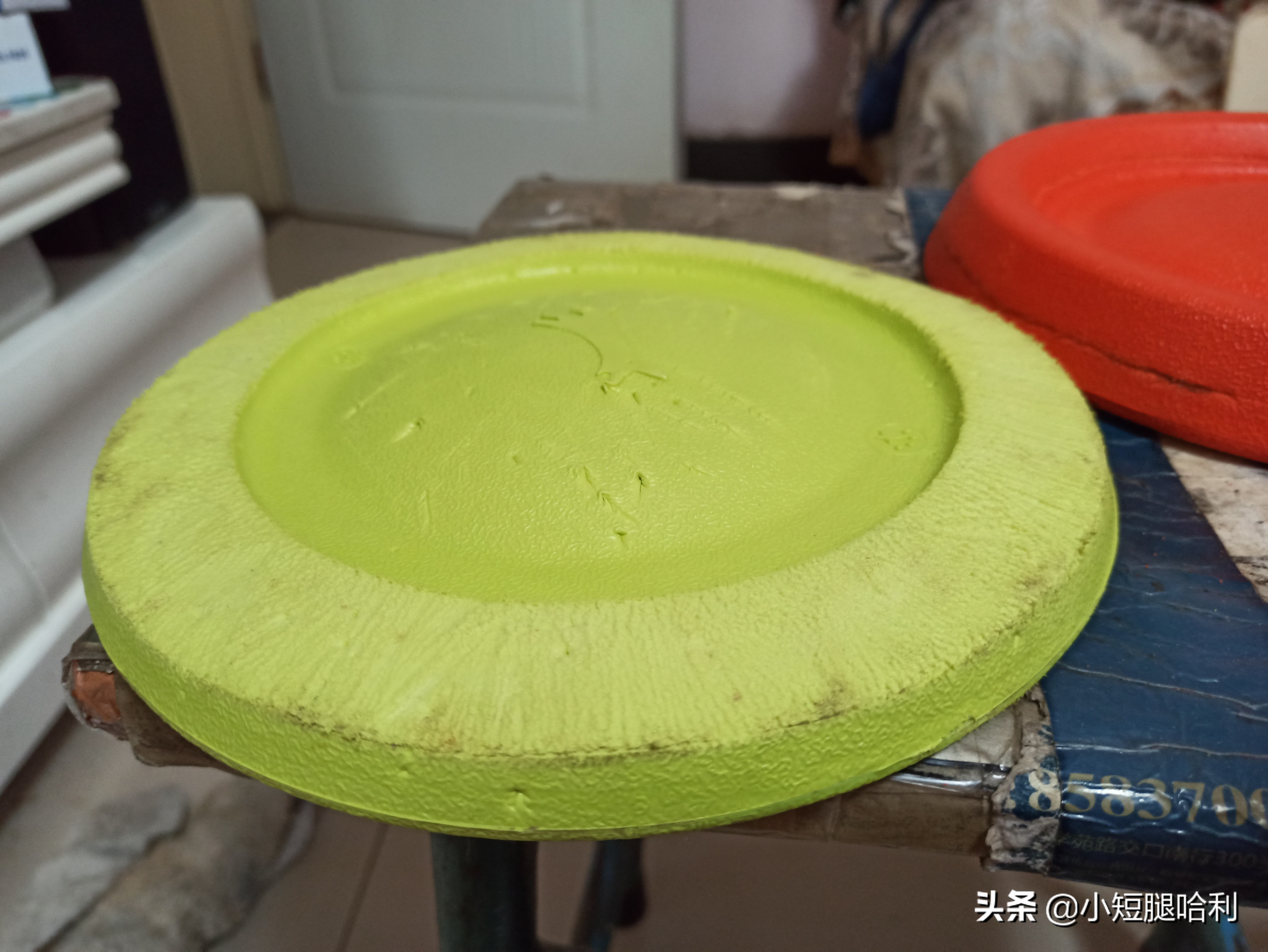 狗舍怎么养柯基,第一次养狗适合养柯基吗