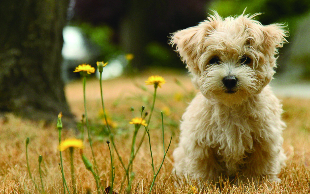 得了细小治好的还会传染吗,细小有多少治愈率
