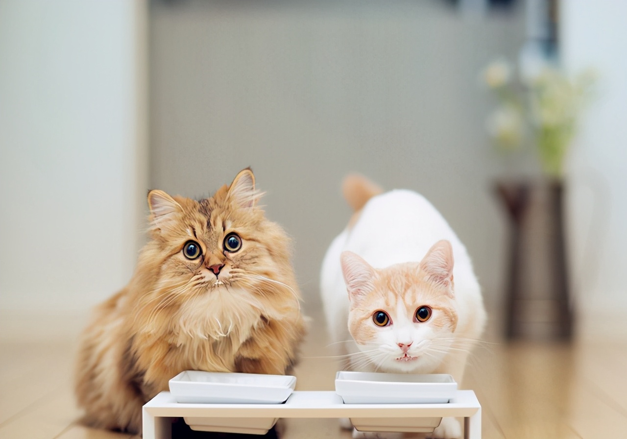 猫咪呕吐的常见原因及处理方法,猫咪常见的呕吐原因和对应方法