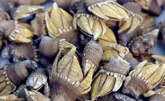 醴陵市海鲜收藏排行榜,海鲜礼盒收藏价格表图