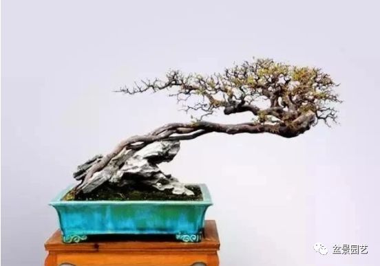 48种绝世盆景,绝世惊艳之作