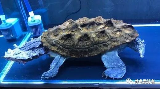 养龟界的这几个问题,养龟的3大争议你怎么看