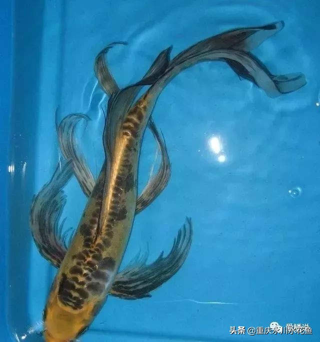 普身蝴蝶鲤和龙凤锦鲤的区别,龙凤锦鲤和蝴蝶锦鲤哪个更贵