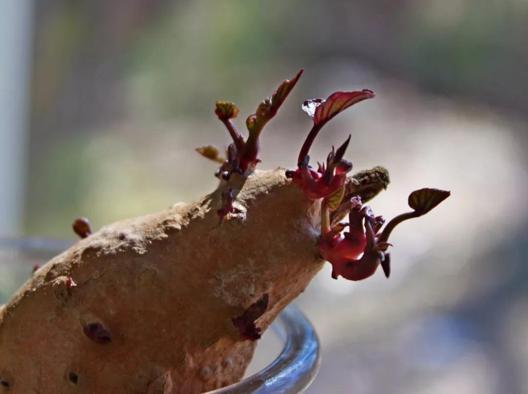 番薯的秘密故事,番薯传奇故事