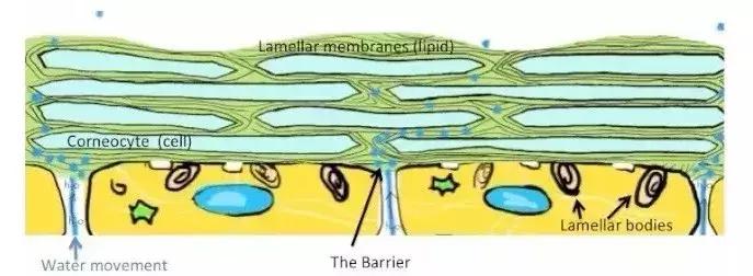 纳晶微针导入仪操作视频,纳晶微针祛除黄褐斑有效果吗