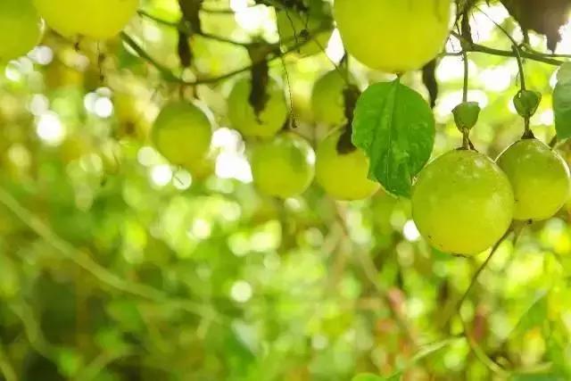 黄金百香果富含什么,黄金百香果和百香果哪个营养高