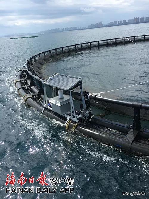 海南自贸区和迪拜自贸区区别,海南自贸港政策体系