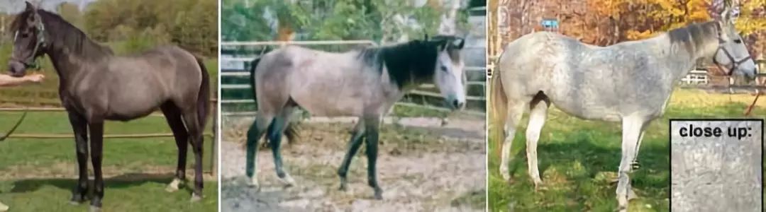 战马颜色,战马的区别