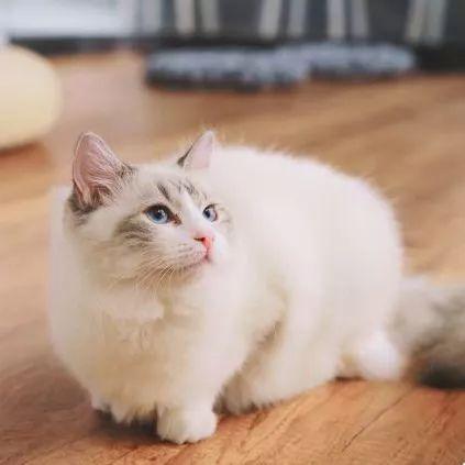 深圳10家顶级餐厅,深圳10大必吃的餐厅