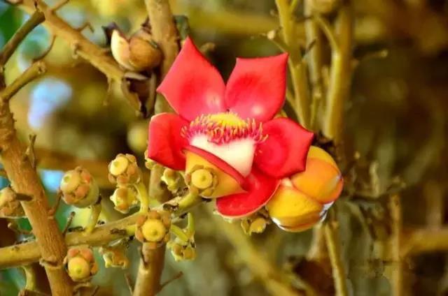 奇花异草图片,奇花异草的赞美句子