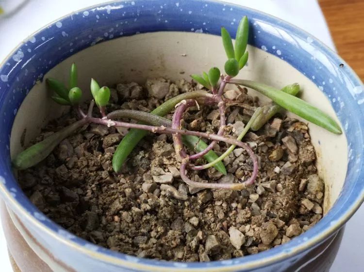 多肉一个月对比照,多肉30天前后对比图