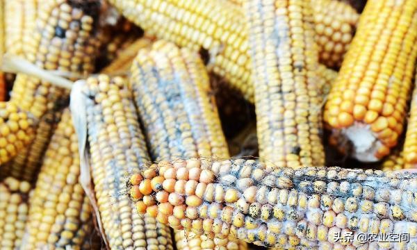 玉米发霉了能干啥,防止玉米发霉的方法有哪些