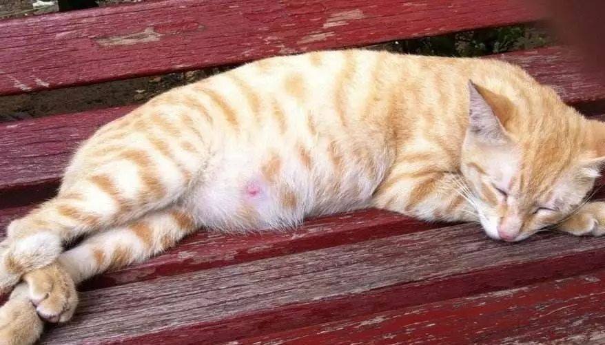 猫咪怀孕30天流产了怎么办,猫咪怀孕时铲屎官应注意什么