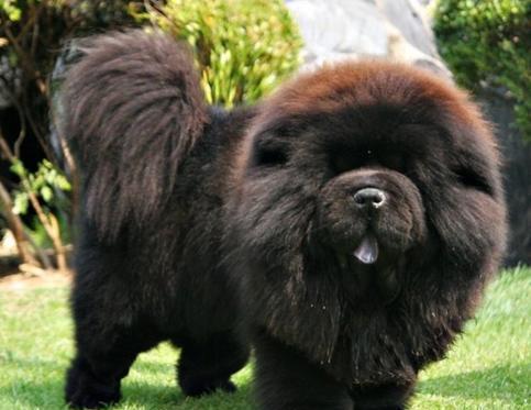 松狮犬都有什么颜色的图片,松狮犬都有什么颜色的狗