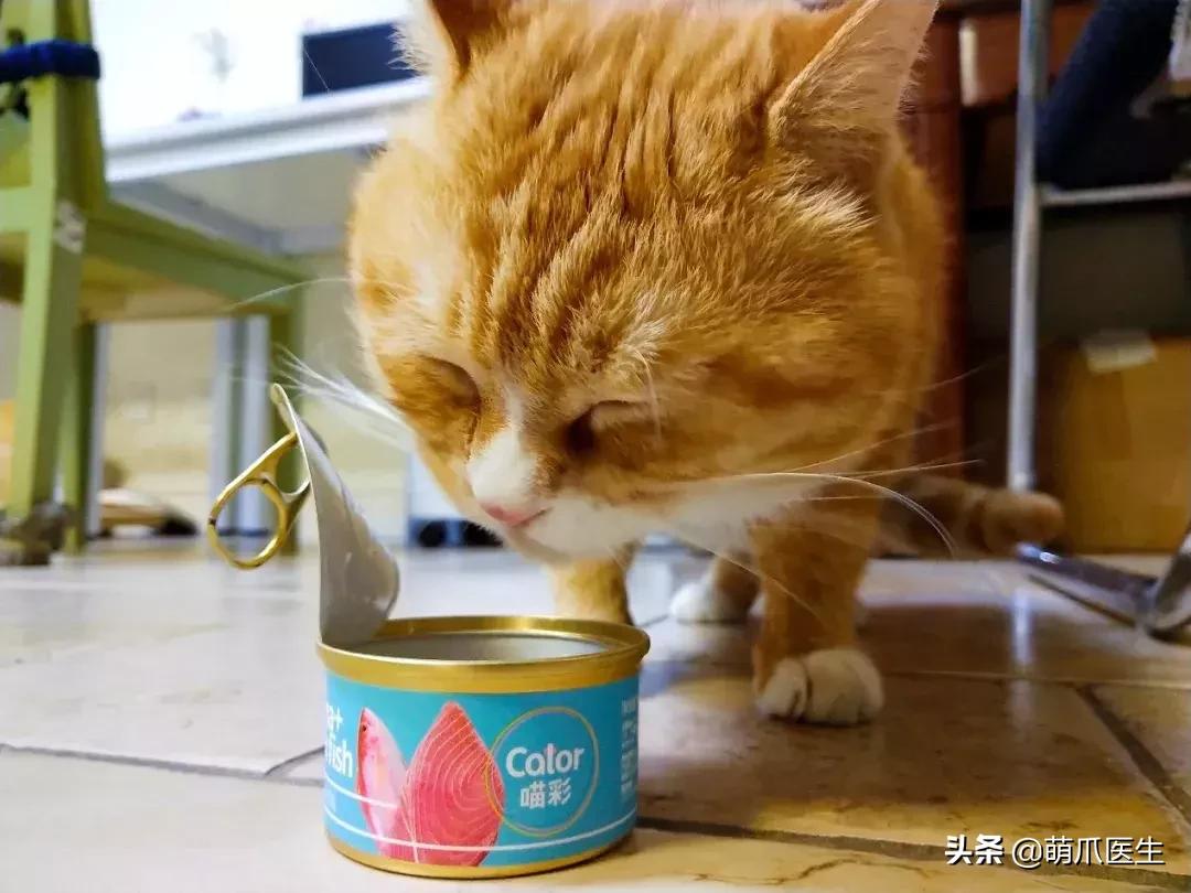 怎样让猫咪喝水才正确,猫咪进厕所喝水