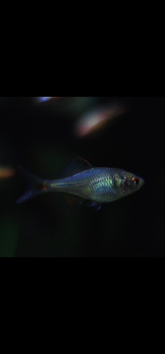 水族箱古法养鱼 (水族箱养鱼实拍分享)