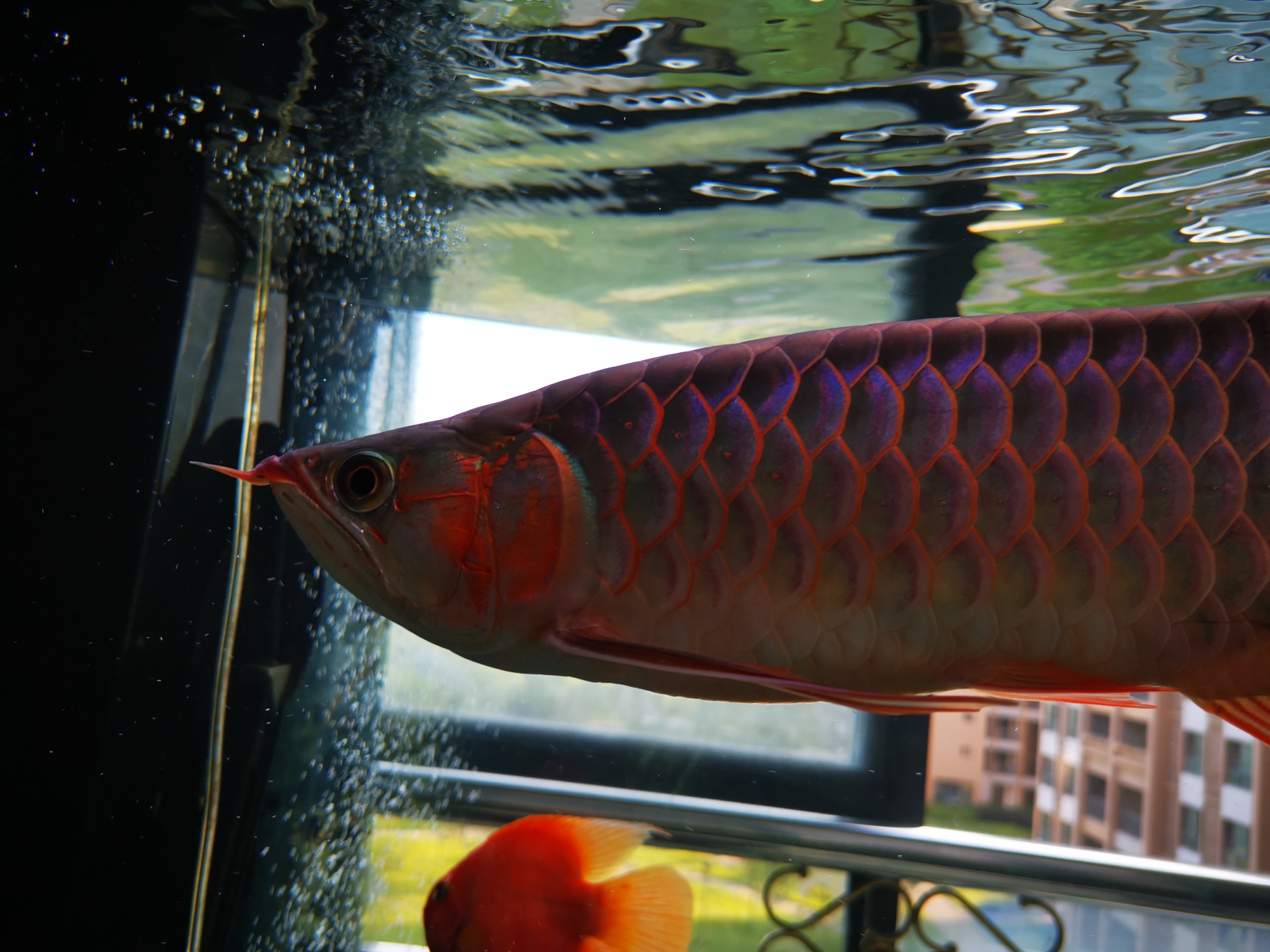 鱼缸水浑浊怎么变清冬虫夏草,鱼缸水浑浊怎么变清抖音