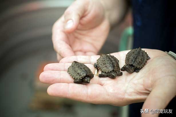 海龟孵化公母为什么和温度有关,海龟是怎么孵化蛋的
