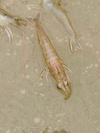 养殖户容易犯什么病,对虾养殖白便分析与处理