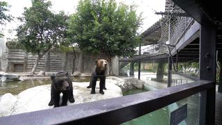 厦门灵玲动物王国大熊猫,厦门马戏团灵玲动物王国观光游览