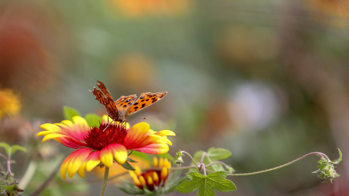 关于蝴蝶三首古诗,三首描写蝴蝶的古诗