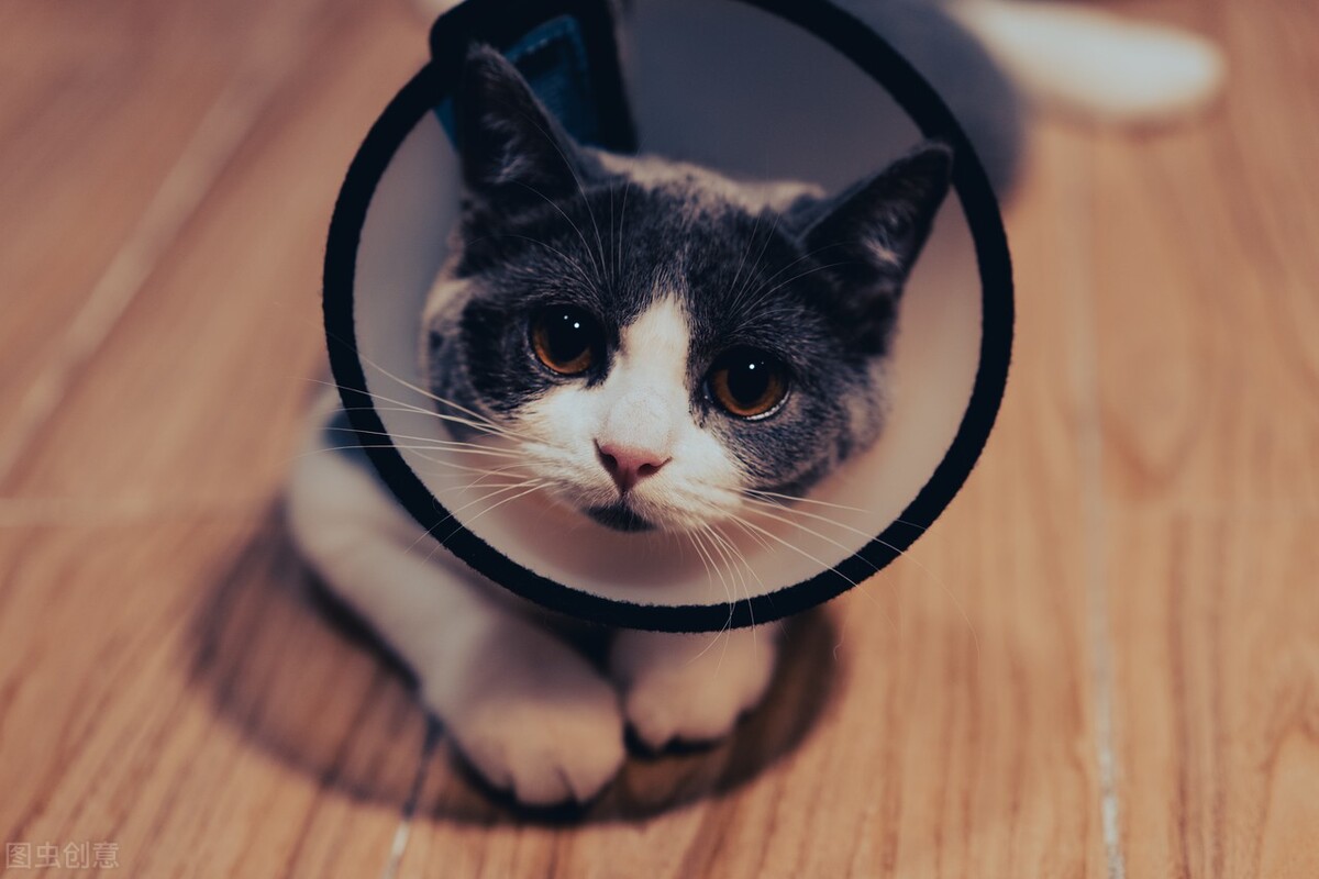 脸上长了猫癣的疤怎么办,脸上长猫癣症状