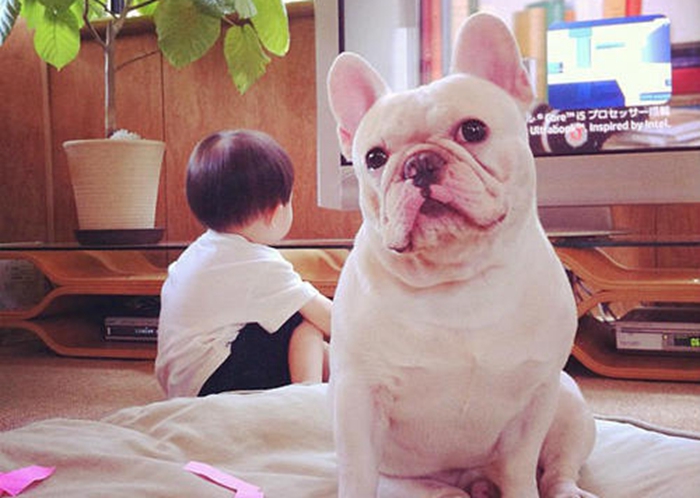 法国斗牛犬斗牛视频大全高清版,法国斗牛犬和英国斗牛有什么区别