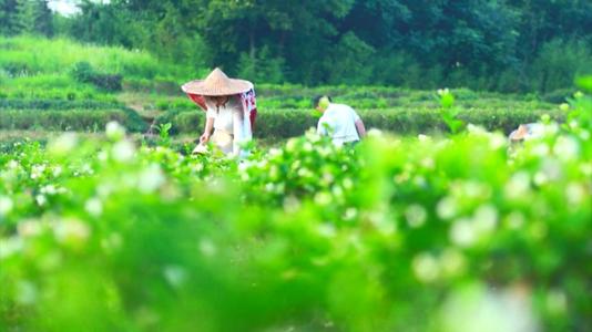 茉莉花茶入口微苦回味甘甜,正宗茉莉花茶老北京的味道