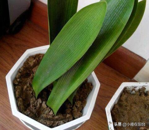 君子兰从叶片之间长出小苗怎么办,君子兰如何能长出小株幼苗