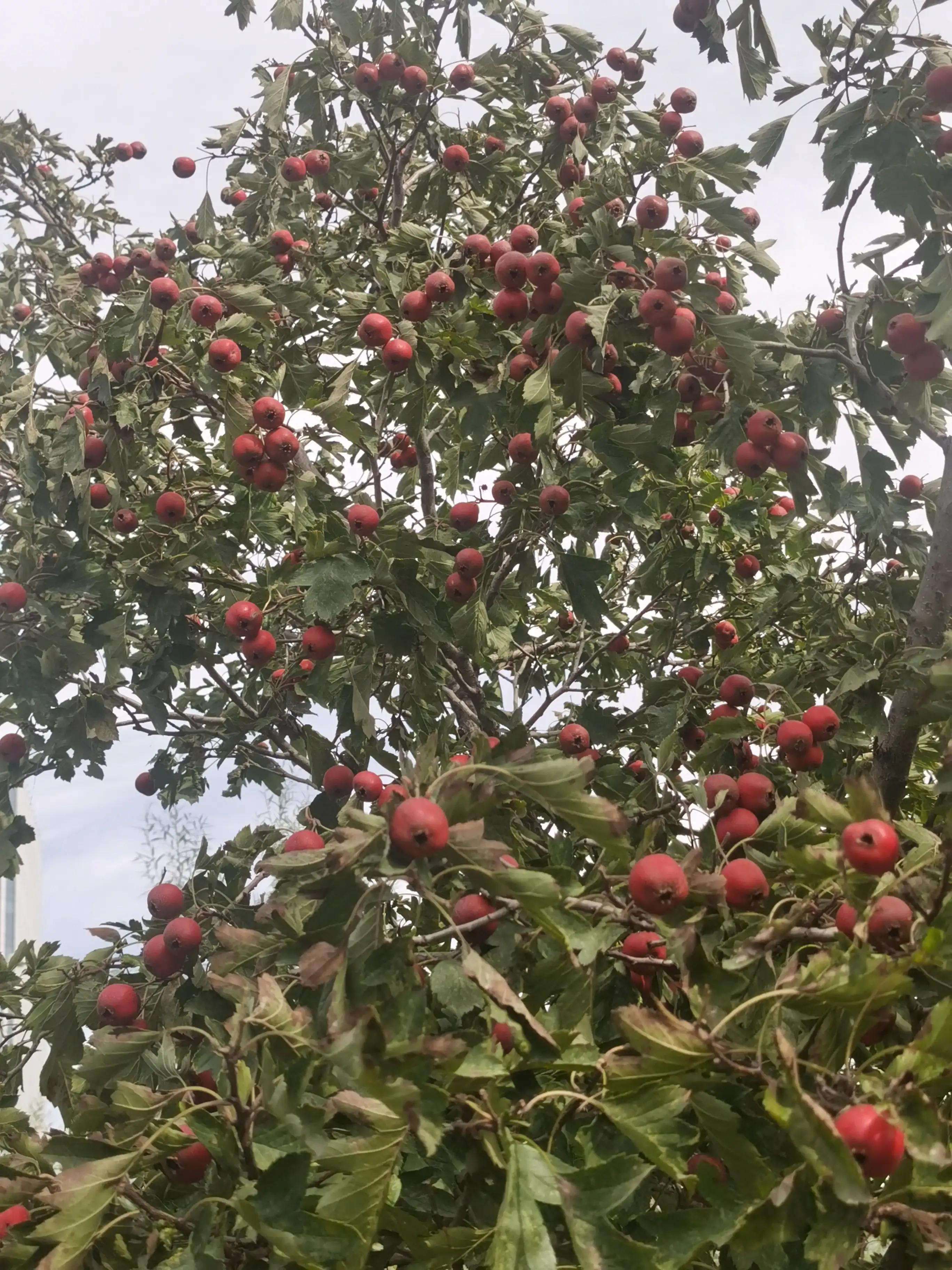 我的花样人生,我的花样人生视频