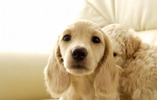 快递能托运宠物狗吗,快递可以寄宠物吗视频